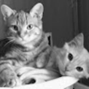 Meet your Posher, Tiggles